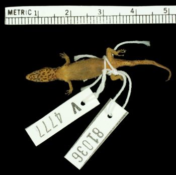 Media type: image;   Herpetology R-81036